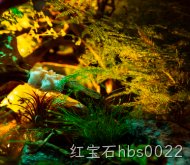 c9img12.jpg